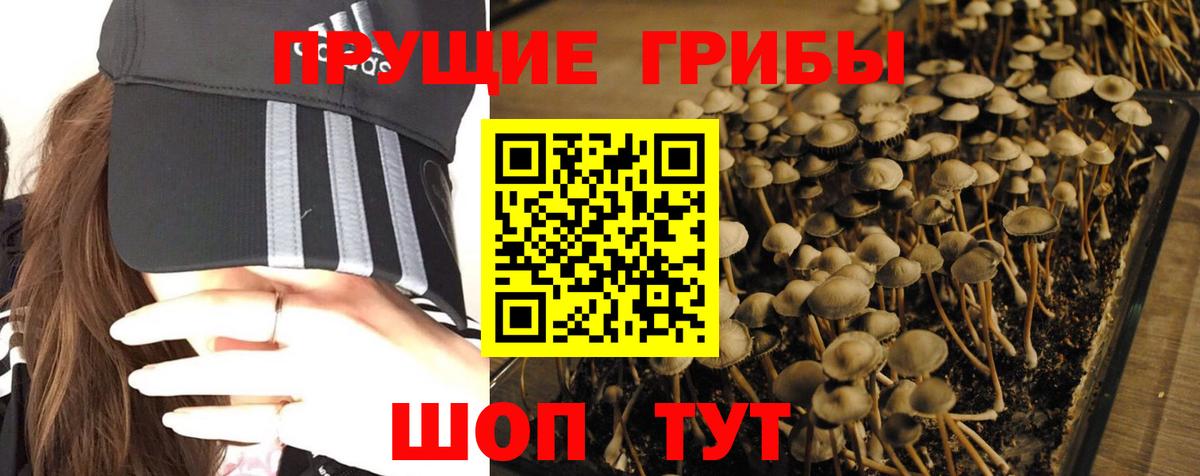 Галлюциногенные грибы Cubensis  Псилоцибиновые грибы GOLDEN TEACHER  Вход с VPN  Гудермес 